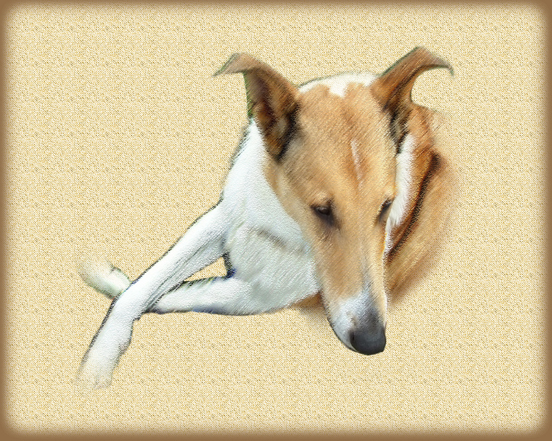 PP40 'Honey' (10 x 8) - Pet Portraits