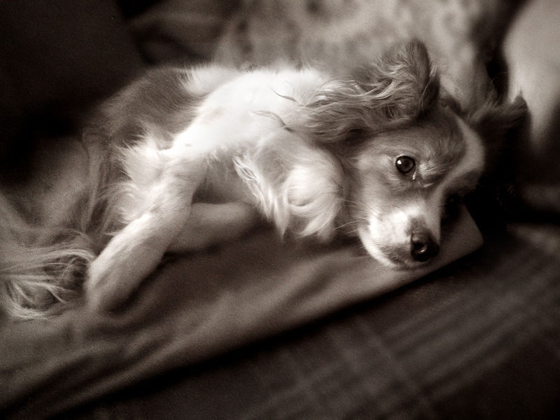 PP71 Ruffy monochrome portrait - Pet Portraits