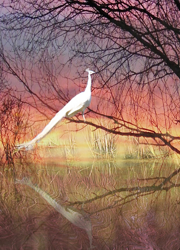Dawn magic - General Greetings Cards