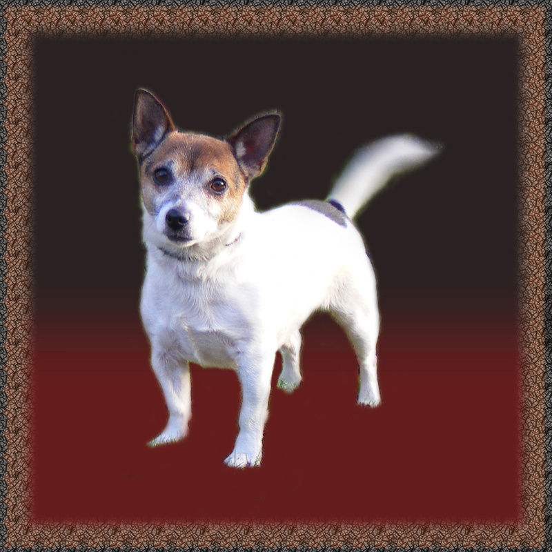 PP11  'Marydd' - Jack Russell - Pet Portraits