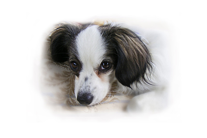 Dreamy puppy - General Greetings Cards