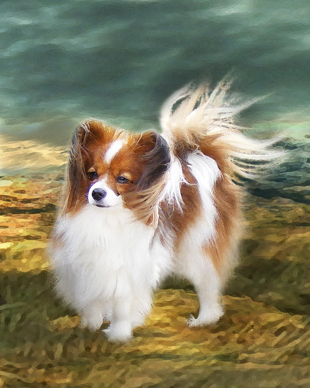 PP28 Tail Wind - Pet Portraits