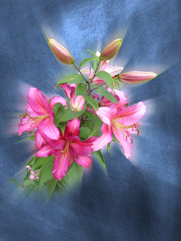 M41 Pink Lily - Imaginative, Meditative or Mystical