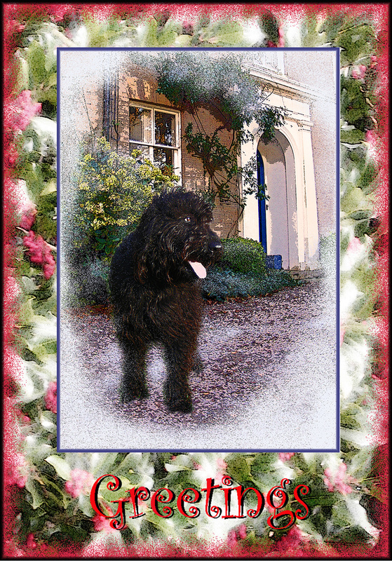 X5  Labradoodle at Home (2) - Examples of Papillonpourri Christmas Cards