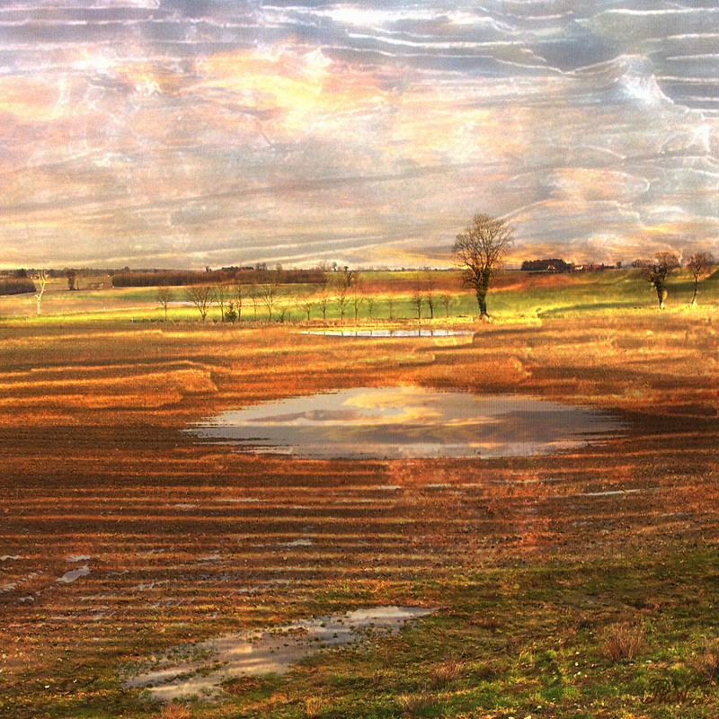 NB12 Field Pool painted on Bark - Moods and Magic of the Norfolk Broads