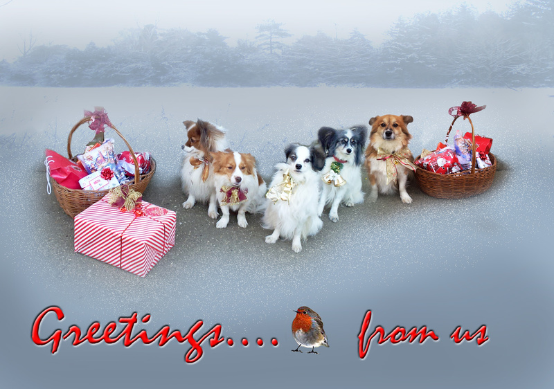 X47  My four dogs, plus one extra, dressed for the party - Examples of Papillonpourri Christmas Cards