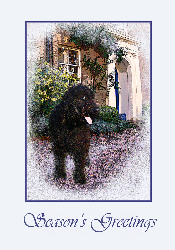 X4  Labradoodle at Home (1) - Examples of Papillonpourri Christmas Cards