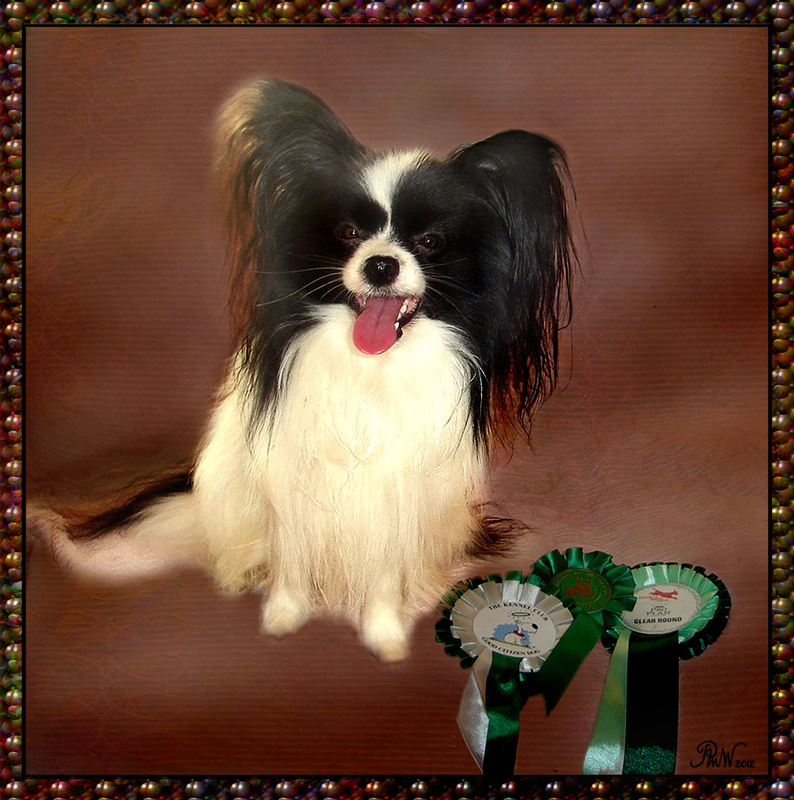 PP55  Clever Harry - Pet Portraits