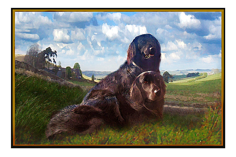 'Oscar' and 'Jake',  Flatcoat retrievers  copy - General Greetings Cards