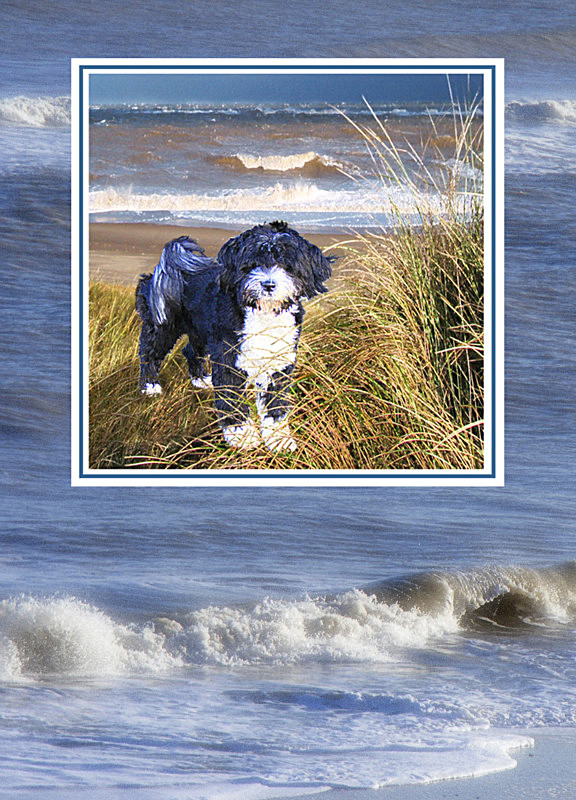 'Monty', Tibetan Terrier puppy - General Greetings Cards