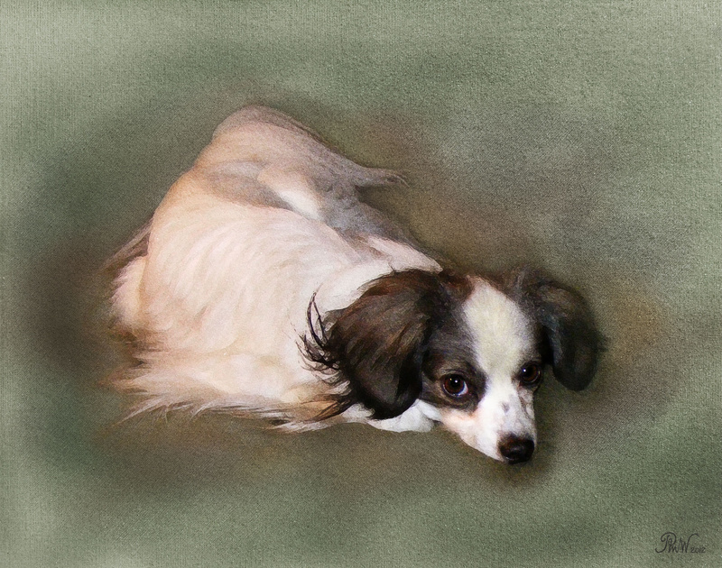 PP56  Waiting - Pet Portraits