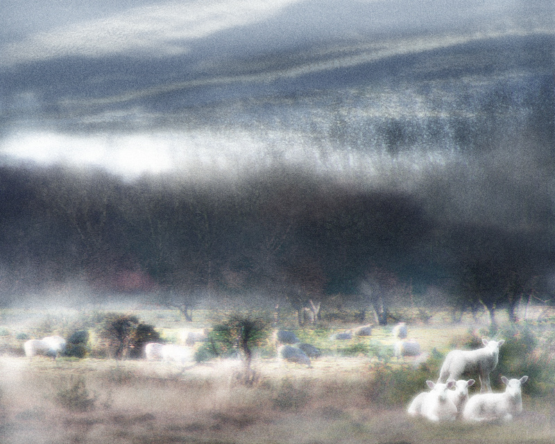 A10 Sheep in Winter Mist  (10 x 8) - Horses, other animals, and birds