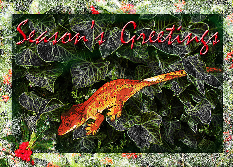 X27 'The Holly and the Ivy and a.....Lizard!' - Examples of Papillonpourri Christmas Cards