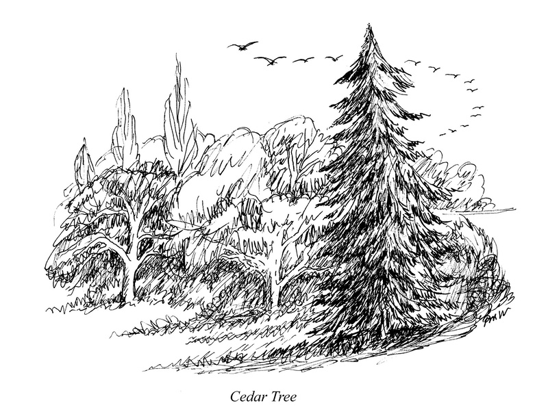 Trees in Clippesby Hall grounds - Drawings and Sketches