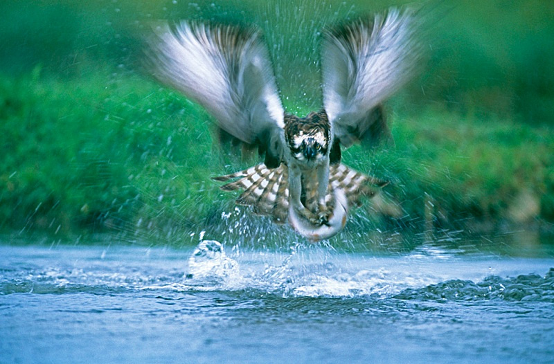 W 10 - Wildlife