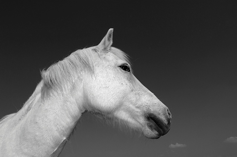W 13 - Wildlife