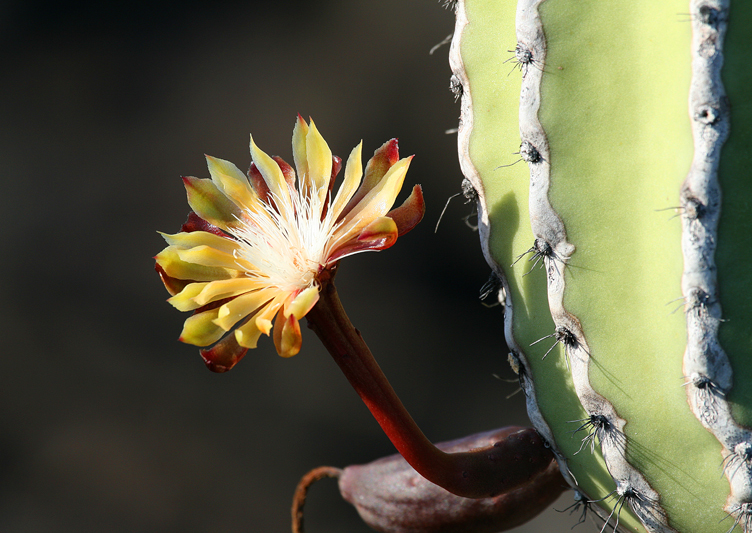 IMG_8384 Galapagos Candelabra Cactus - Rey Major Portfolio