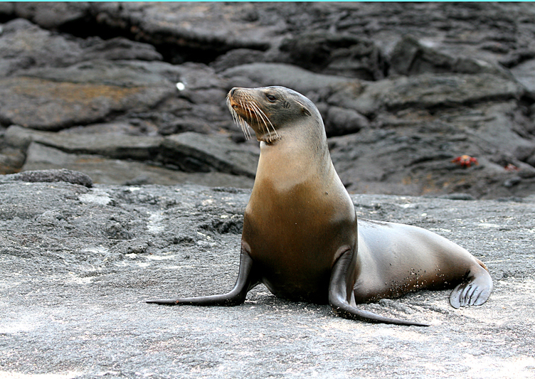 IMG_9294 Galapagos Sea Lion on laval shore - Rey Major Portfolio