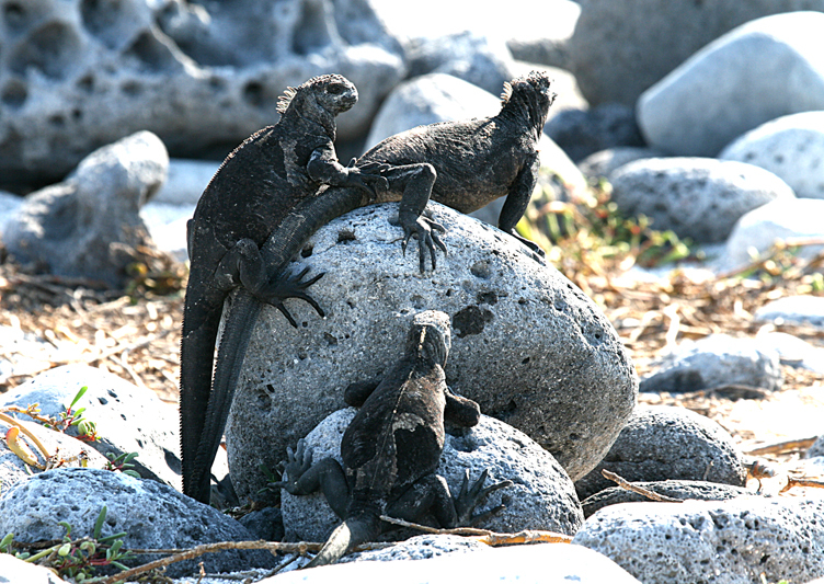 6325 Trio of Marine Iguanas - Rey Major Portfolio