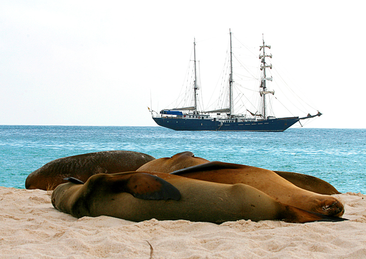 IMG_6982 Sea Lions and Mary Anne - Rey Major Portfolio