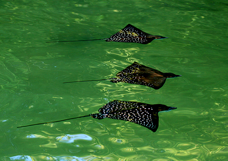 IMG_0102 Squadron of Galapagos Spotted Eagle Rays - Rey Major Portfolio