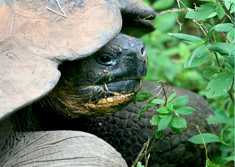 IMG_6770 Giant Tortoise - Rey Major Portfolio