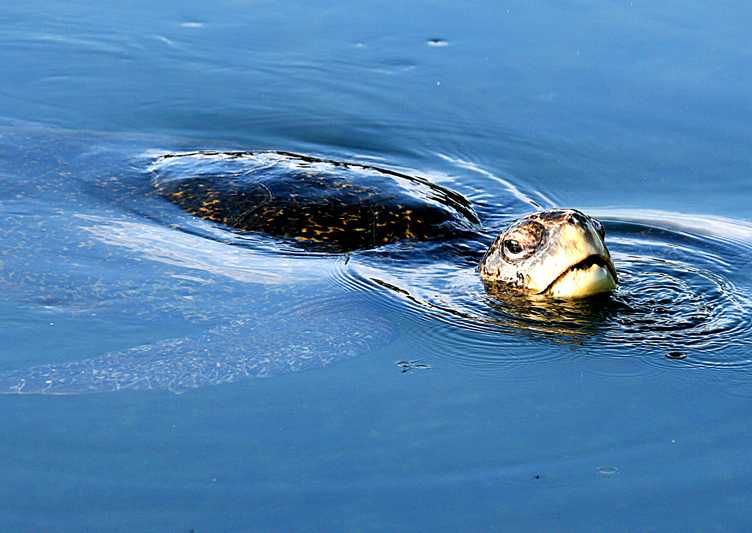 IMG_8336 Galapagos Green Turtle - Rey Major Portfolio