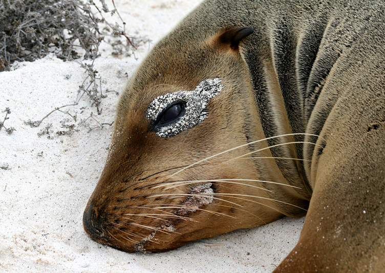 IMG_7043 Young Galapagos Sea Lion - Rey Major Portfolio