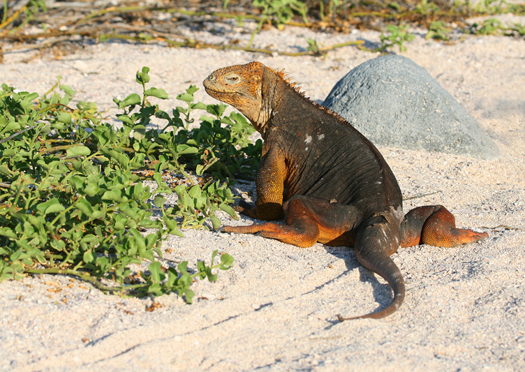 IMG_6476 Galapagos Land Iguana - Rey Major Portfolio