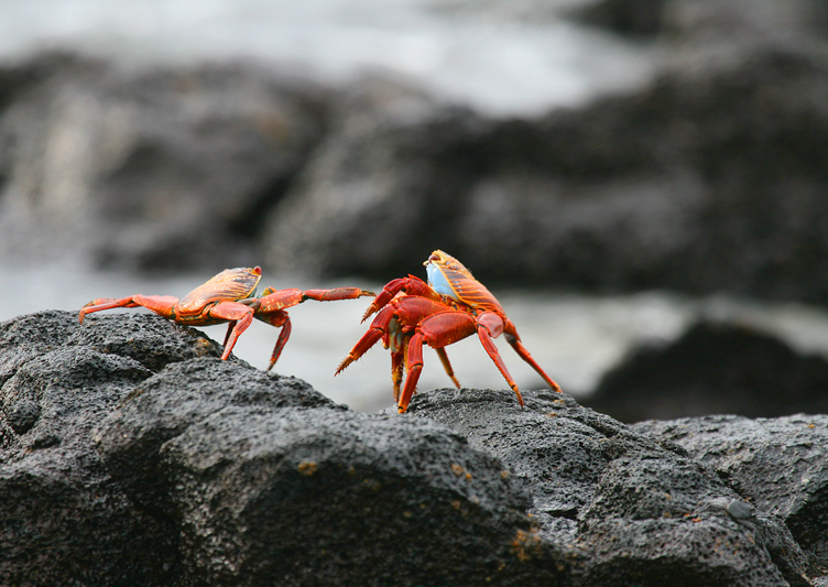 IMG_7954 Two Sally Lightfoot Crabs - Rey Major Portfolio