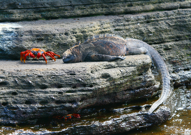 IMG_9812 Marine Iguana Sallylightfoot Crab - Rey Major Portfolio