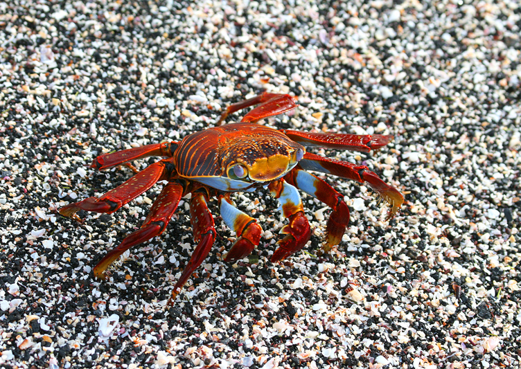 IMG_9512 Sally Lightfoot Crab - Rey Major Portfolio