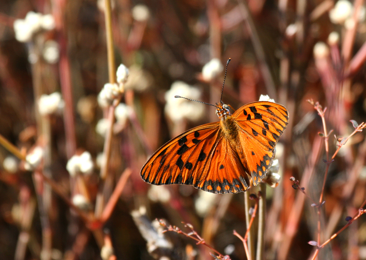 IMG_9759 Silver Fritillary Butterfly - Rey Major Portfolio