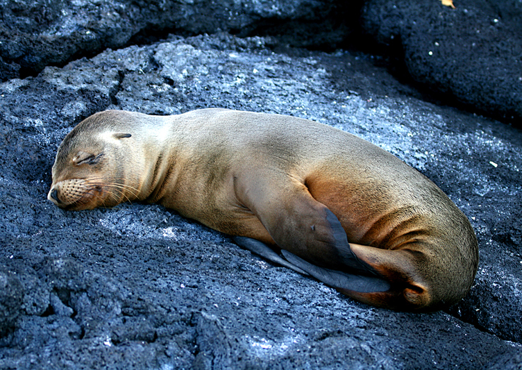 IMG_9556s Young resting Sea Lion - Rey Major Portfolio