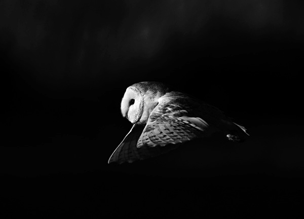 W 22 - Wildlife