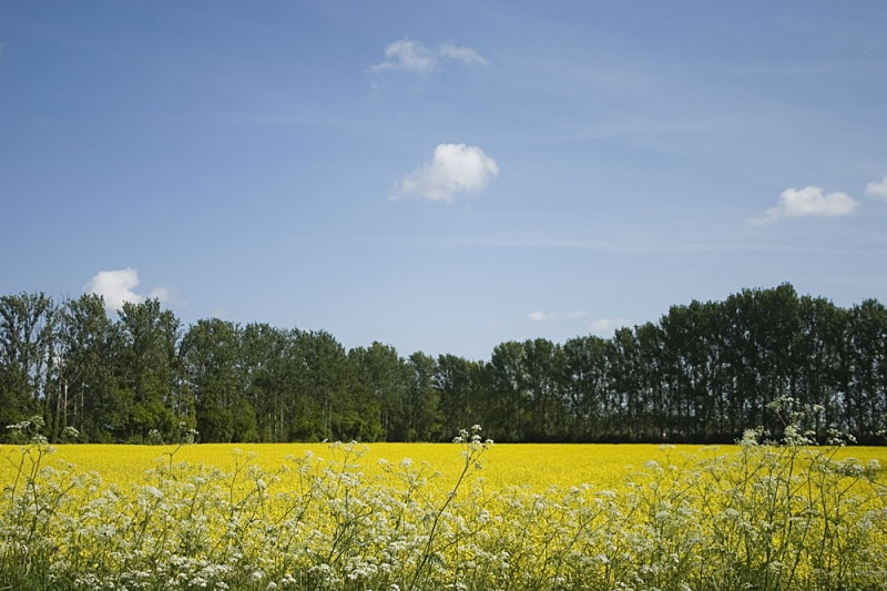 L 42 - Landscape
