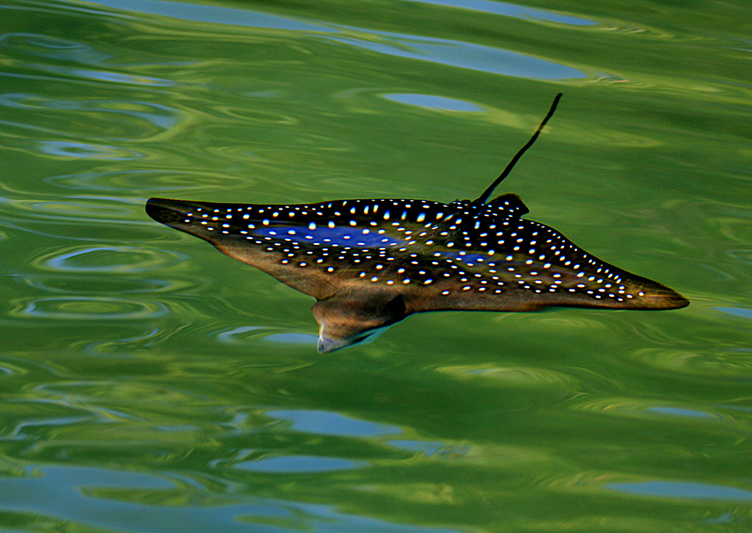 IMG_0110 Galapagos Spotted Eagle Ray - Rey Major Portfolio