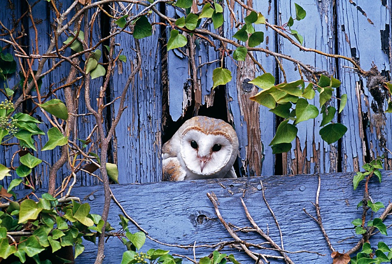 W 01 - Wildlife