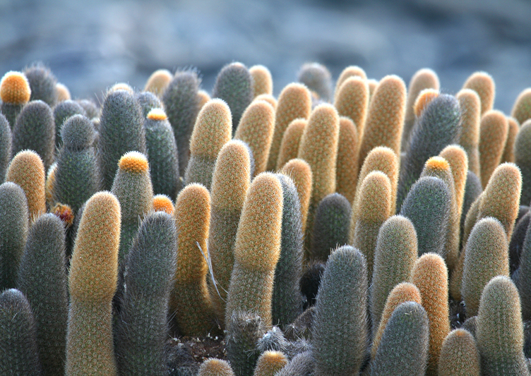 IMG_9537 Lava Cactus on lava flows - Rey Major Portfolio