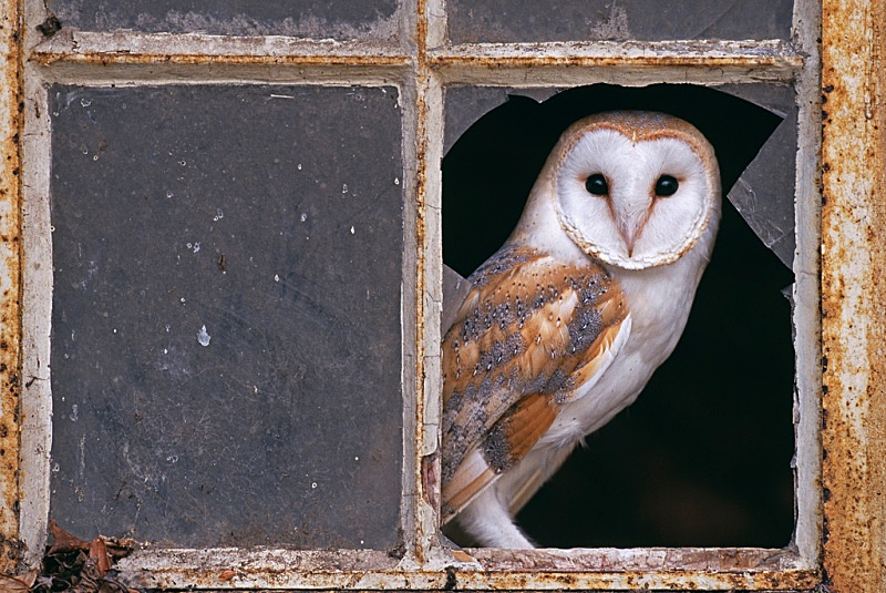 W 02 - Wildlife