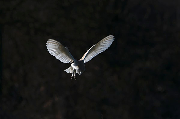 W 21 - Wildlife