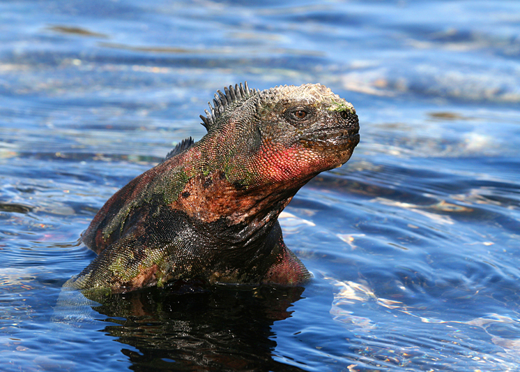 IMG_7389 Marine Iguana - Rey Major Portfolio