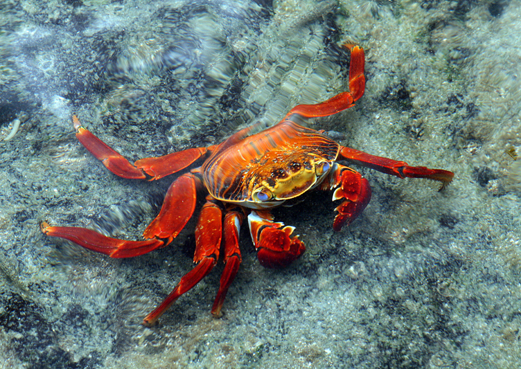 6739 Sally Lightfoot Crab - Rey Major Portfolio