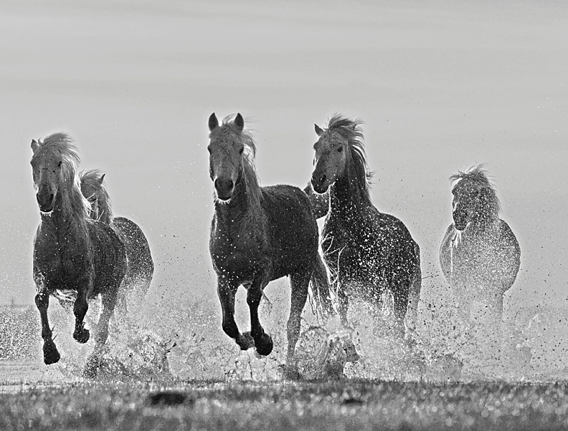 W 06 - Wildlife