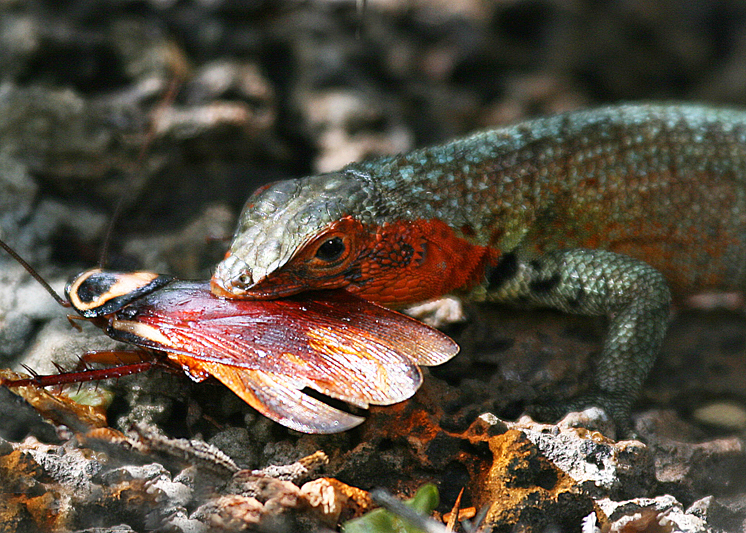 IMG_6618 Femail Lava Lizzard with lunch - Rey Major Portfolio