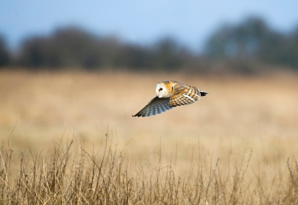 W 20 - Wildlife