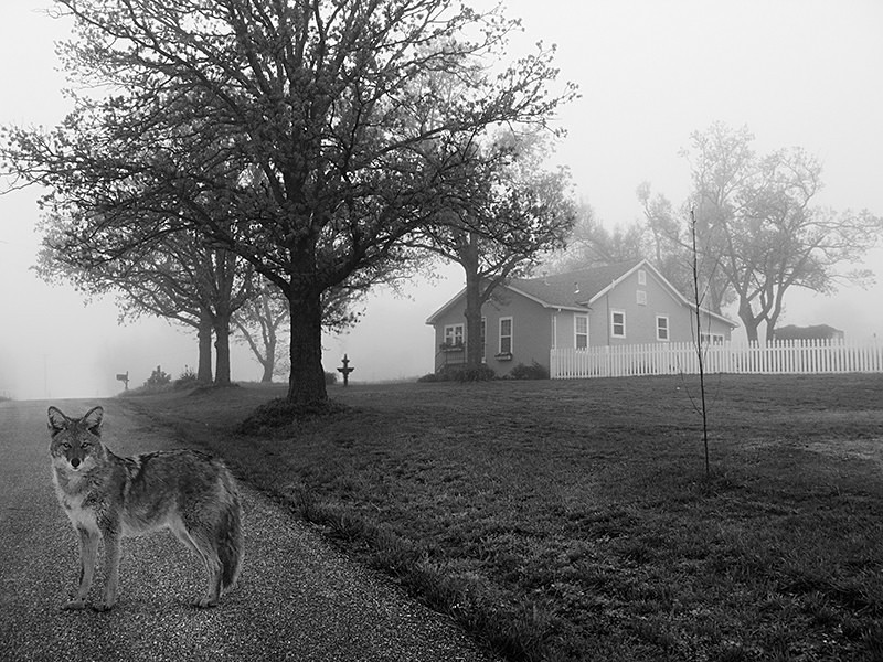 Crossing to the Woods - MEMORIES OF HOME