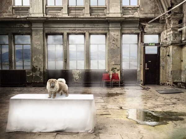  - ANIMALS OF THE TITANIC