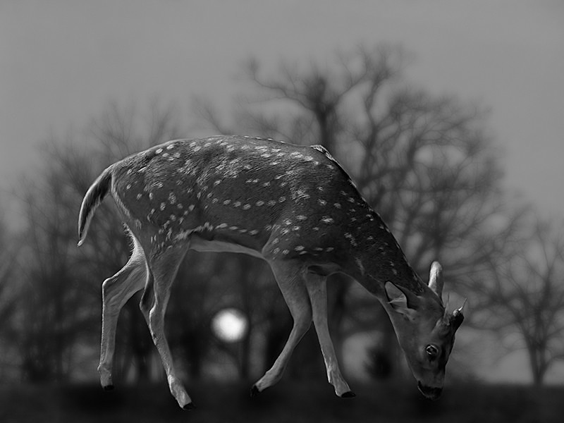 A Lone Fawn - MEMORIES OF HOME