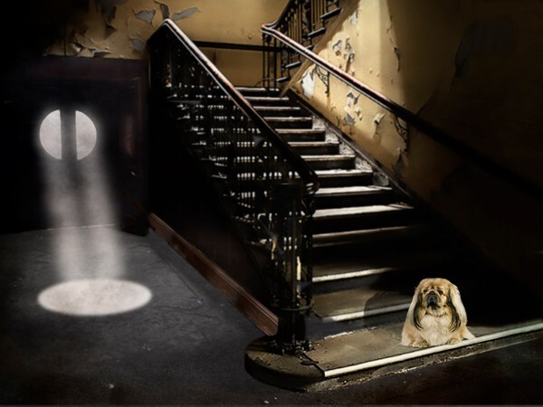  - ANIMALS OF THE TITANIC